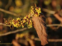 Hamamelis Primavera 2015 02 07 3041